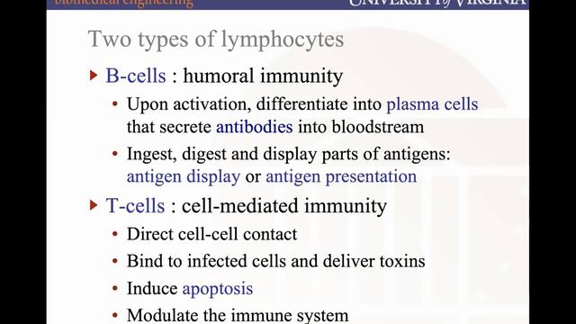 BME2104 Lecture 9 Adaptive Immunology Spring 2024 смотреть онлайн