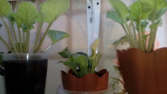 #Светодиодная подсветка для комнатных цветов #Стеллажи и освещение для фиалочек !!! смотреть онлайн