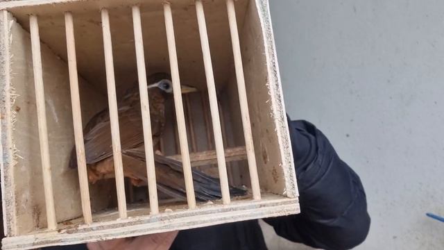 29-2. Mi Mộc Lạng Sơn 6 mã mi trống tuyển đẹp giá cực bình dân. zalo 0982011877 смотреть онлайн