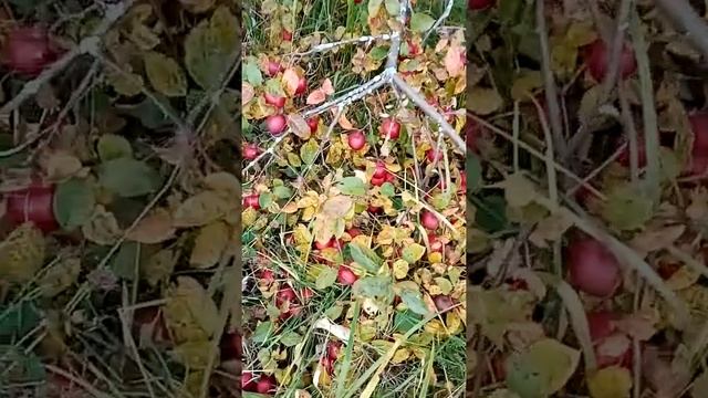 Пепин шафранный середина октября