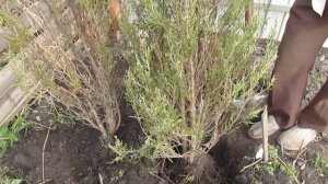 СОХНЕТ МОЖЖЕВЕЛЬНИК, ЧТО ДЕЛАТЬ?  Пример лечения.