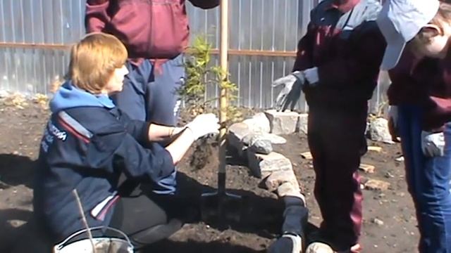 Приемы посадки древесных растений смотреть онлайн