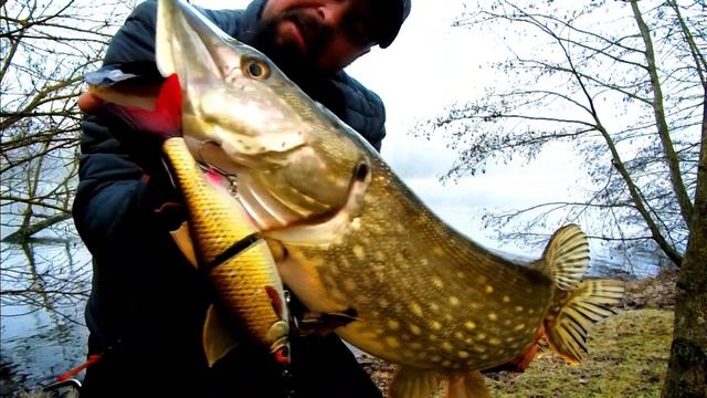 TEST 3D ROACH SHINE GILDER PHP SAVAGEAR NEWS 2019 смотреть онлайн