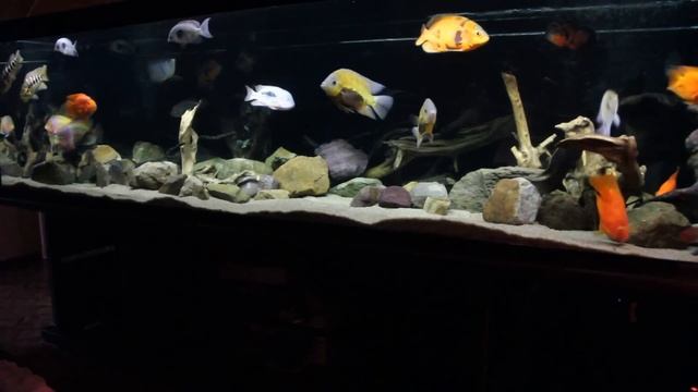 Аквариум 2300 литров: ОСВЕЩЕНИЕ, подобрали оптимальный вариант.... смотреть онлайн