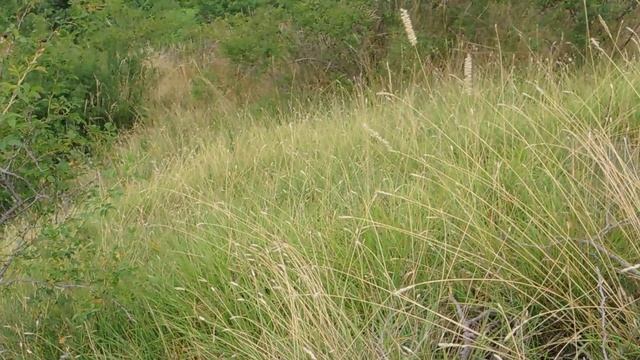 Sesleria caerulea 210711 смотреть онлайн