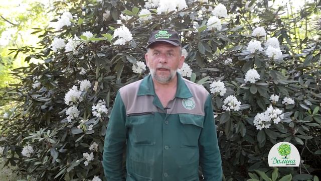 РОДОДЕНДРОНЫ — как посадить/обрезать, чем подкормить, как размножать и ухаживать? Советы дендролога смотреть онлайн
