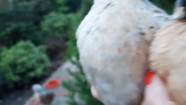 КАК ОТЛИЧИТЬ МАЛЬЧИКА ОТ ДЕВОЧКИ ПОРОДЫ ФЕНИКС смотреть онлайн