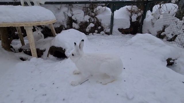 Заяц Сардинка - рыба летучая! смотреть онлайн