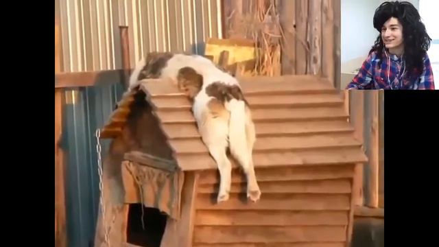 УСТАВШАЯ СОБАКА КУШАЕТ ИЗ МИСКИ!! смотреть онлайн