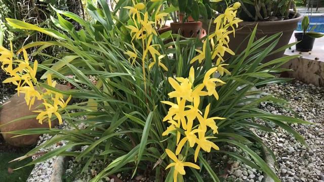 cymbidium golden elf. смотреть онлайн