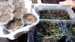 Гигантский лук Эксибишен / Как вырастить крепкую рассаду лука Эксибишен