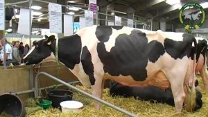 Голштинская порода коров