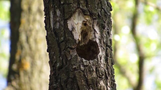 Зеленушки (Chloris chloris) строят гнездо в дупле сухого вяза смотреть онлайн