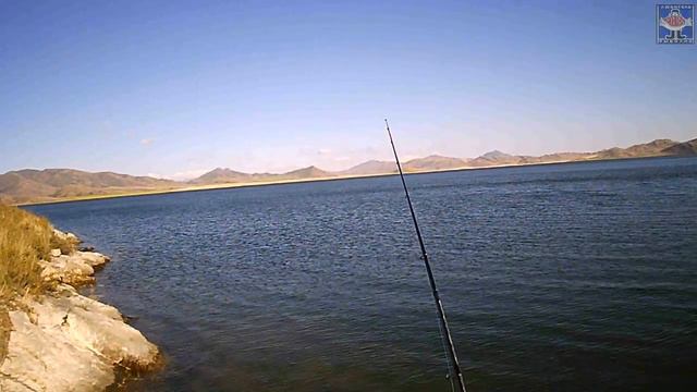 Zetrix Exilon EXT 702mh ОБЗОР , ТЕСТ и многое другое