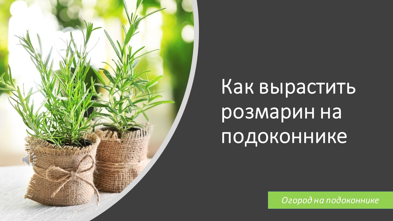 Как вырастить розмарин дома