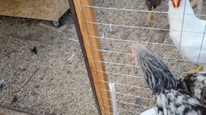 Куры породы БРАМА в нашем хозяйстве.