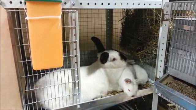 Окрол (первый опыт) смотреть онлайн