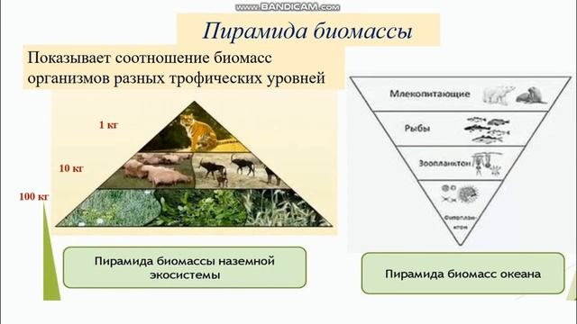 9-сынып. Биология пәні. Эффективность переноса энергии в экосистеме. Поток энергии и цепи питания смотреть онлайн
