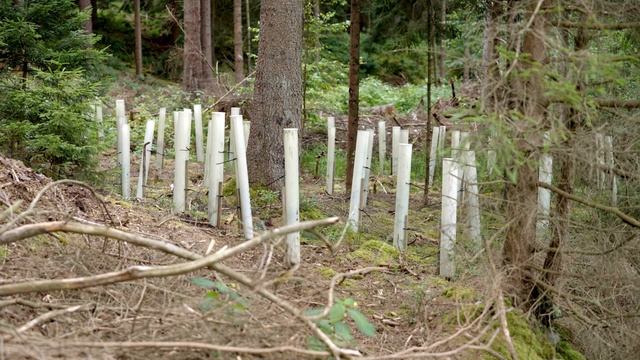 Wald Vor Wild - Weil Der Lebensraum Die Grundlage Ist