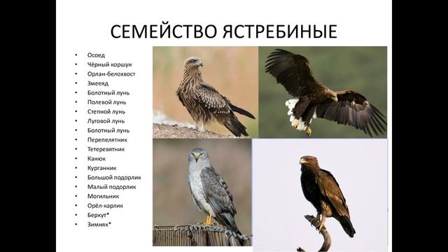 Онлайн-лекция «Птицы Воронежской области: часть 1» / Дарья Панцырева смотреть онлайн