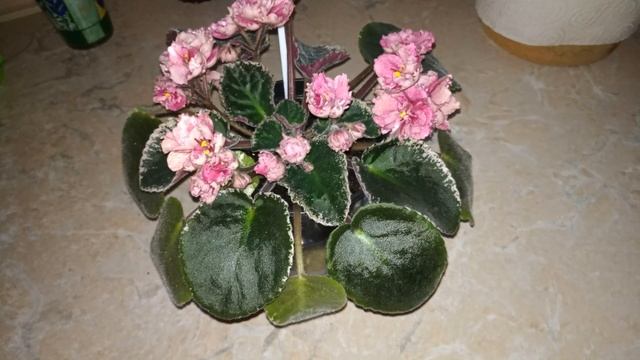 Сорт фиалки Зивай смотреть онлайн