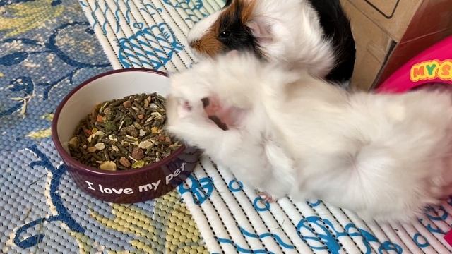 КАК выбрать корм для морской свинки? / Versele-Laga Crispy Muesli : Все плюсы и минусы / Отзыв смотреть онлайн