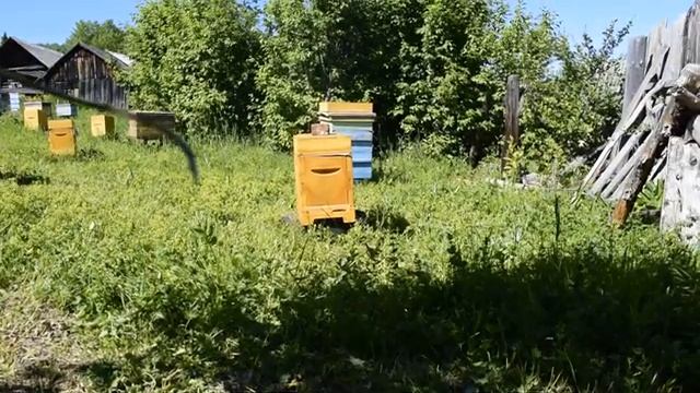Предлагаю маток среднерусской (тёмной лесной) породы. смотреть онлайн