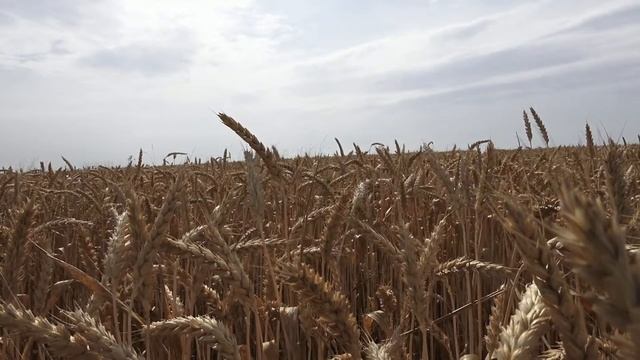 Wheat Field. Ear. Wheat. Nature. Sounds Of Nature. Summer