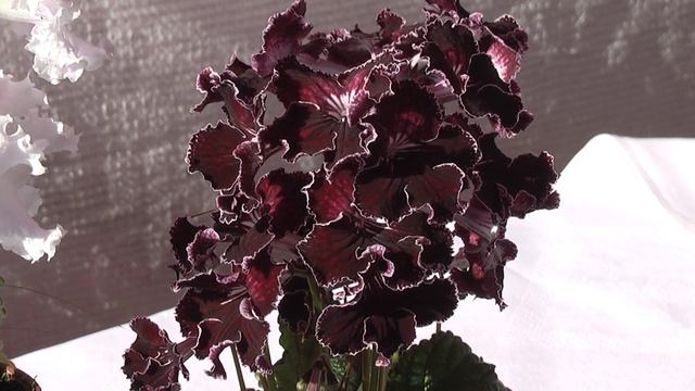 DS-Январь, DS-Вишенка