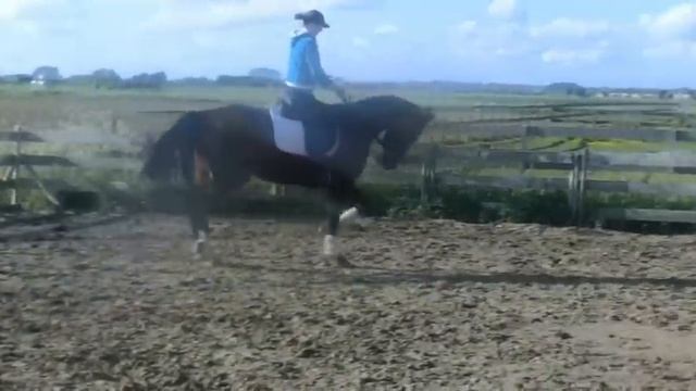 Dancing Lady Tango x Fruhling 4 jarige merrie 168h смотреть онлайн