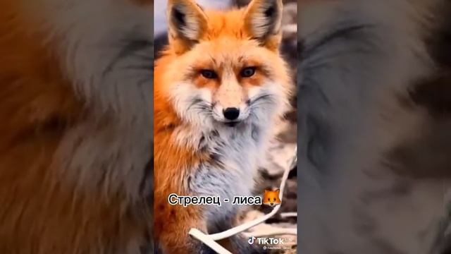 Твоё тотемное животное по знаку задиака смотреть онлайн
