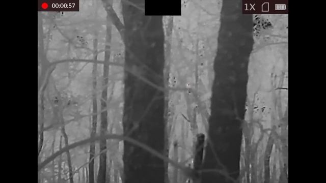 Is This a Gamechanger for Wildlife Photography? | Lynx Pro LH19 смотреть онлайн