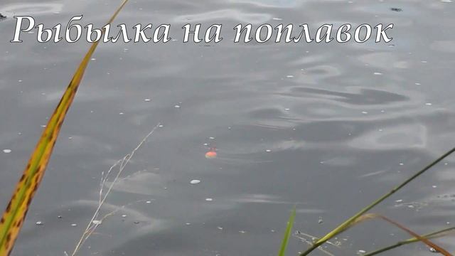 Фидер, спиннинг, зимняя рыбалка, ловля на поплавок, обзоры и многое другое! смотреть онлайн