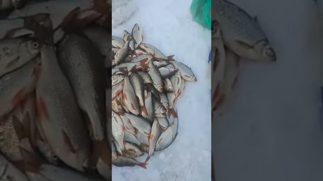Рыбалка на Экибастузской ГРЭС2 смотреть онлайн