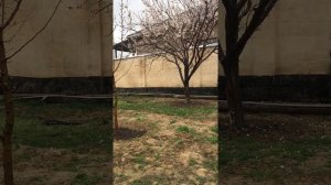 Как предотвратить абрикос и другие деревья от заморозков во время цветения