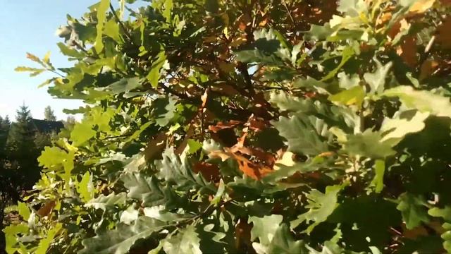 Как я формирую дуб на своем участке!