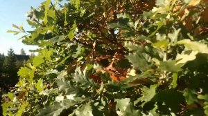 Как я формирую дуб на своем участке!