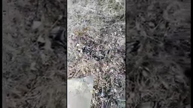У змей начался активный период смотреть онлайн
