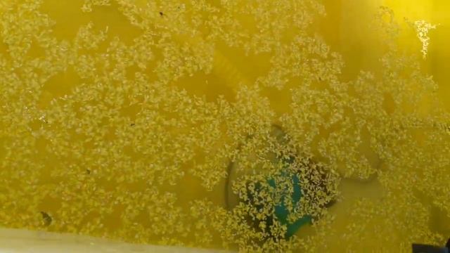 Бюджетное УЗВ-термос своими руками для выращивания австралийского рака! смотреть онлайн