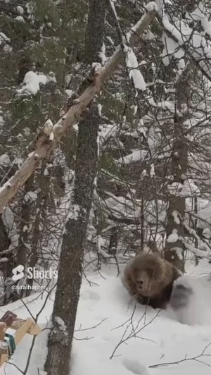 С копьем и лайками на медведя