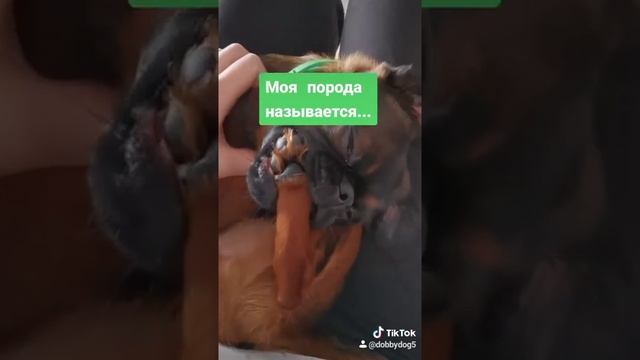 Как называется порода? смотреть онлайн