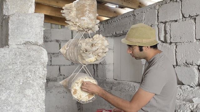 Cultivarea ciupercilor - recoltare pleurotus смотреть онлайн