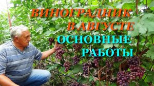 РАБОТЫ НА ВИНОГРАДНИКЕ В АВГУСТЕ: ЗАЩИТА, ЗЕЛЕНЫЕ ОПЕРАЦИИ, ПОДКОРМКИ, СТИМУЛИРОВАНИЕ ВЫЗРЕВАНИЯ ЛОЗ