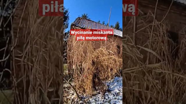 #Miscanthus #giganteus #wycinanie #miskanta #piłą #motorową