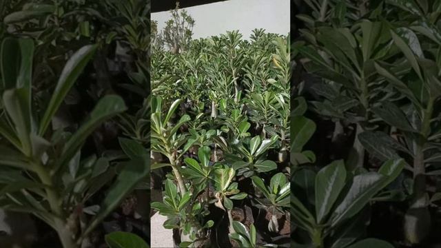 Online Adneium Plant Shopping Guides ? смотреть онлайн