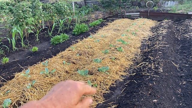 ЧТО САЖАТЬ ПОСЛЕ КАРТОФЕЛЯ? смотреть онлайн