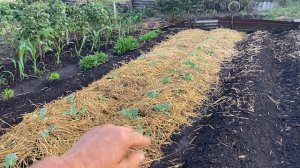 ЧТО САЖАТЬ ПОСЛЕ КАРТОФЕЛЯ?