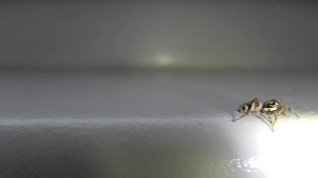Умный Прыгающий Паук Скакун Зебра Salticus Zebra Jumping Spider смотреть онлайн