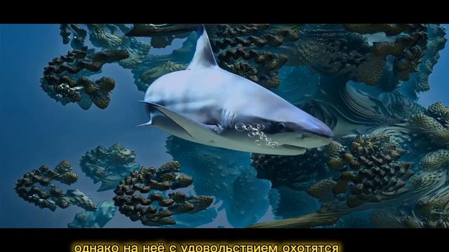 #акула #shark #рыба #followme #море