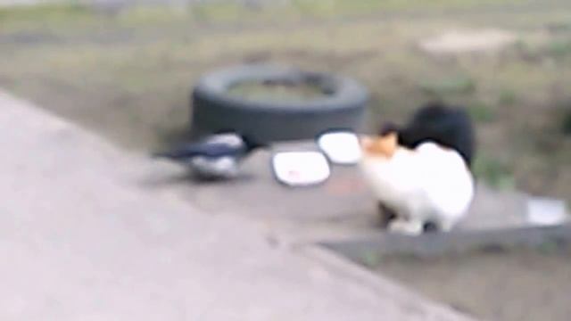 Ворона пристаёт к котам смотреть онлайн